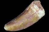 Bargain, Juvenile Carcharodontosaurus Tooth #84448-1